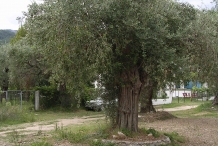 Olive tree-vaj ulliri