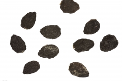 Dried olive fruit-oliba olioa