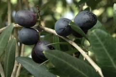 Olive fruit black-olijfolie