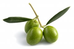 Olive fruit raw-Green Olive