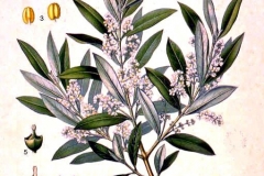 Olive-illustration-mafuta