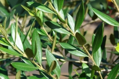Olive leaf-azeite