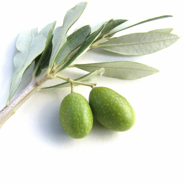 Green-olive-fruit