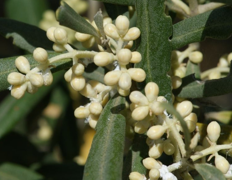 Olive-flower-buds