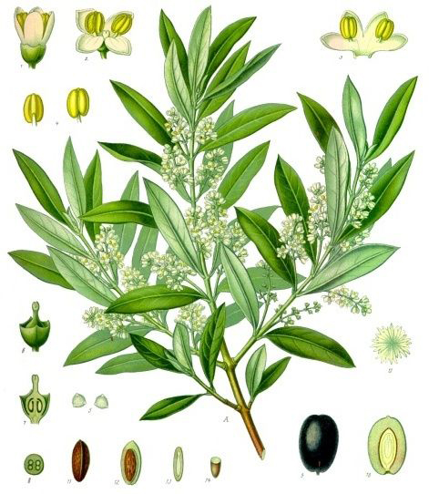 Olive-illustration