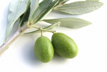 Green-olive-fruit