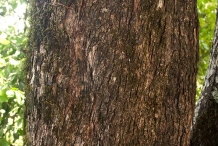 Olive-bark