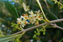 Olive-close-up-flower