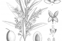 Olive-drawing
