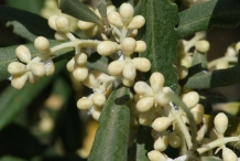 Olive-flower-buds