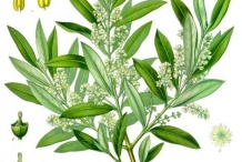 Olive-illustration
