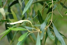 Olive-leaves