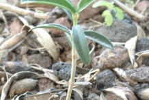 Olive-plant