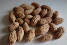 Olive-seeds