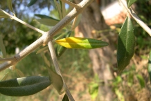 Olive-stem