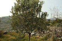 Olive-tree