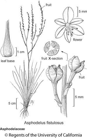 Plant-Illustration-of-Onion-weed