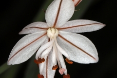 Closer-view-of-flowers-of-Onion-weed