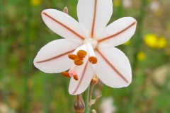 Flower-of-Onion-weed