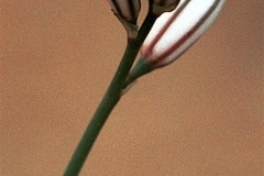 Flowering-buds-of-Onion-weed