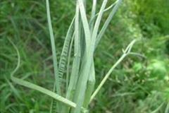 Leaves-of-Onion-weed