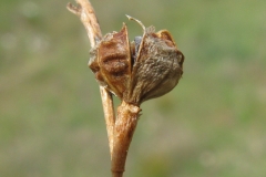 Mature-fruit-of-Onion-weed