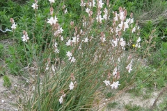 Onion-weed-plant-growing-wild