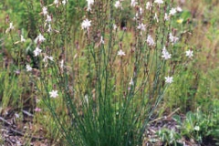 Onion-weed-plant