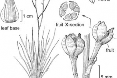 Plant-Illustration-of-Onion-weed
