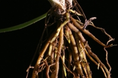 Roots-of-Onion-weed