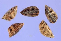 Seeds-of-Onion-weed