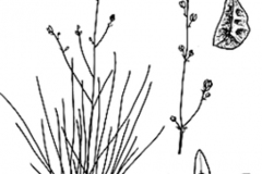 Sketch-of-Onion-weed