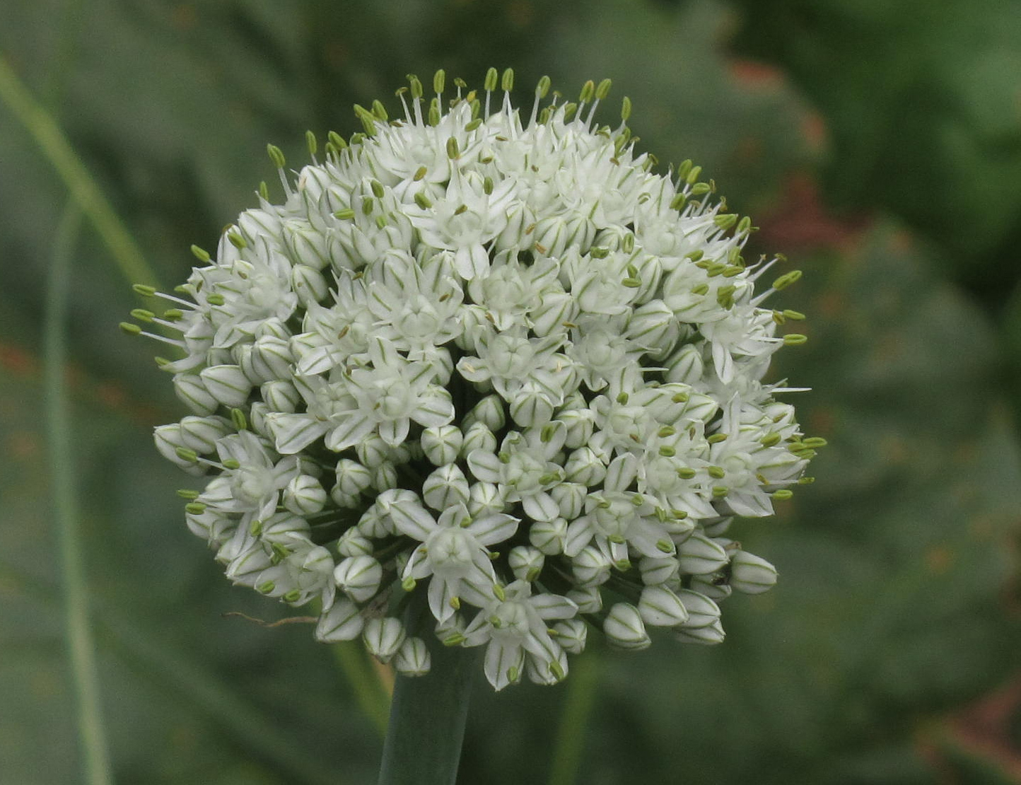 Close-up-flower-of-Onion