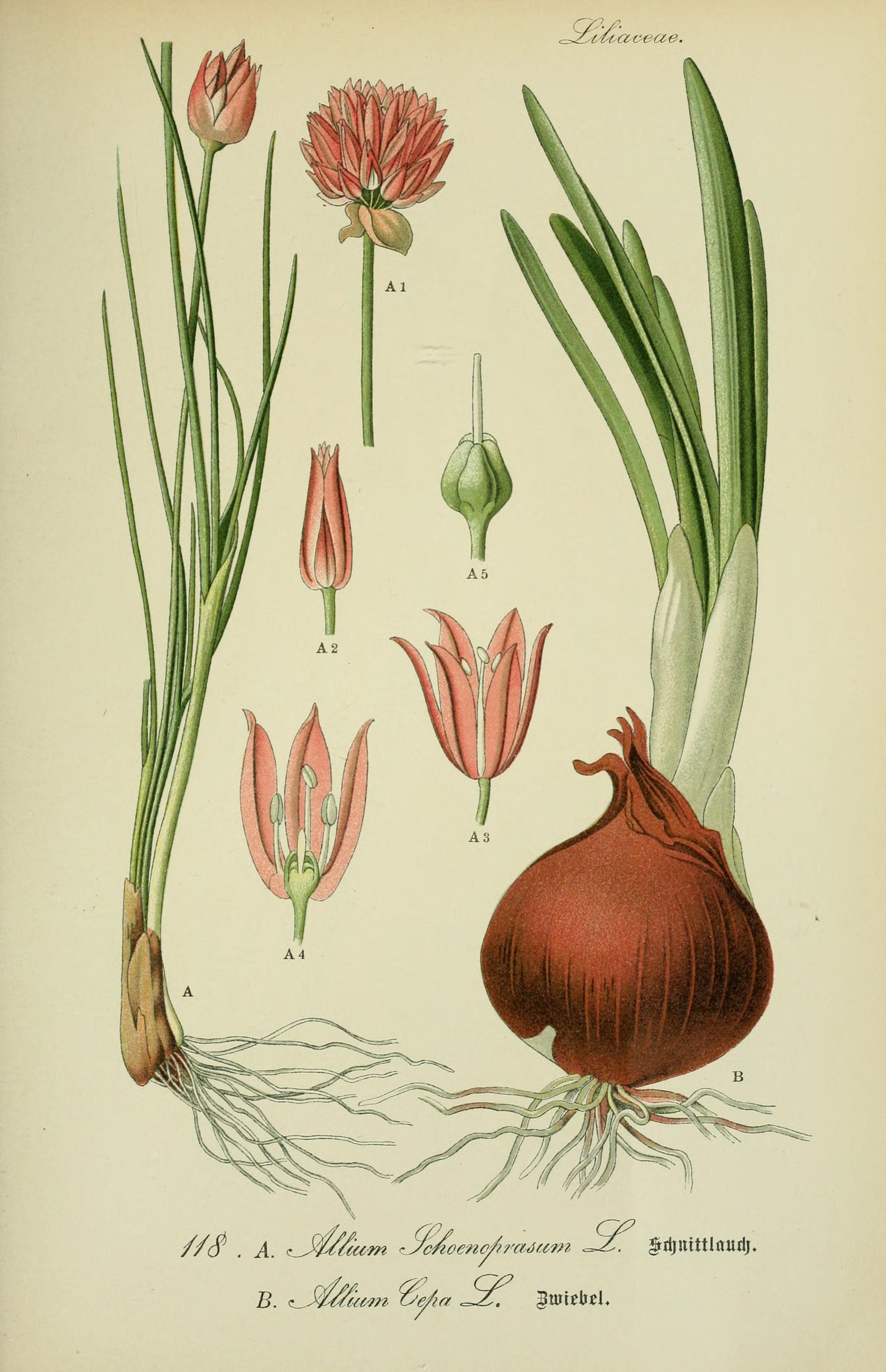 Illustration-of-Onion-plant