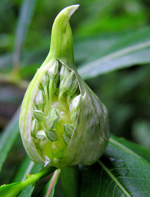 Onion-flower-bud