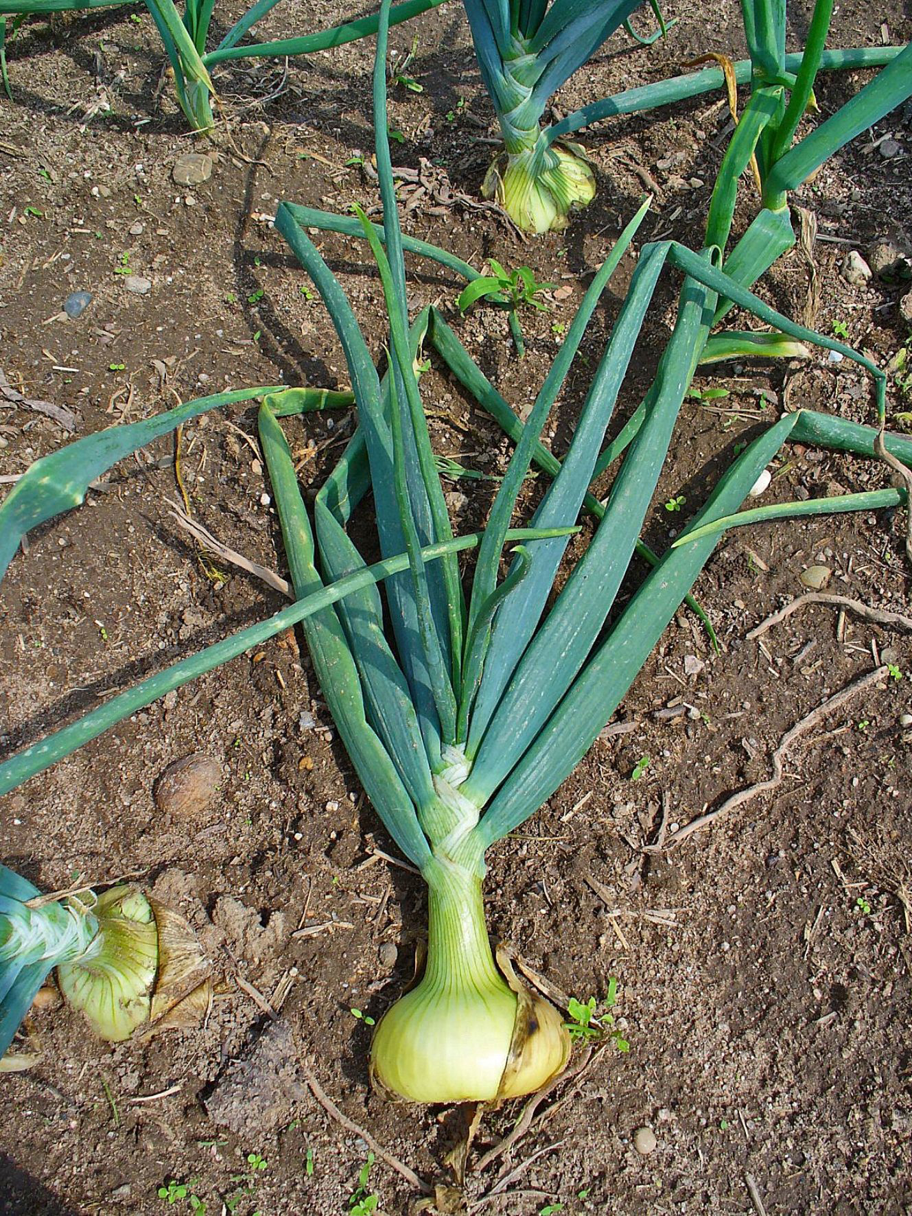 Onion-plant