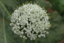 Close-up-flower-of-Onion