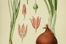 Illustration-of-Onion-plant