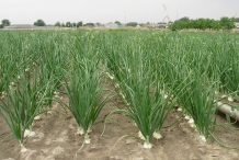 Onion-farm