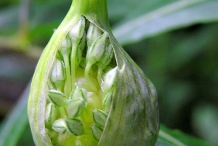 Onion-flower-bud