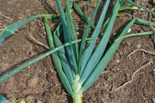 Onion-plant
