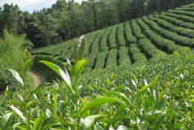 Oolong-tea-farm-Camellia theifera