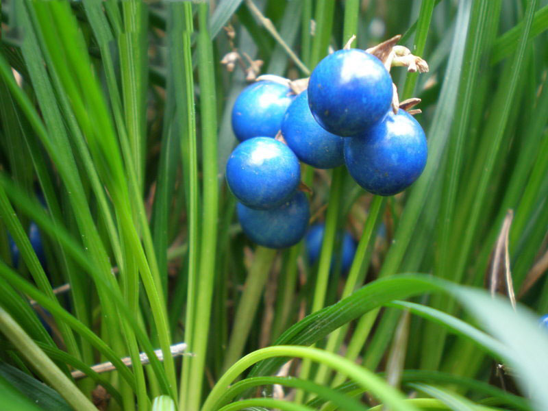 Fruits-of-Ophiopogon