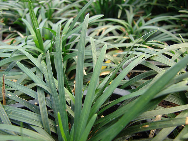 Leaves-of-Ophiopogon