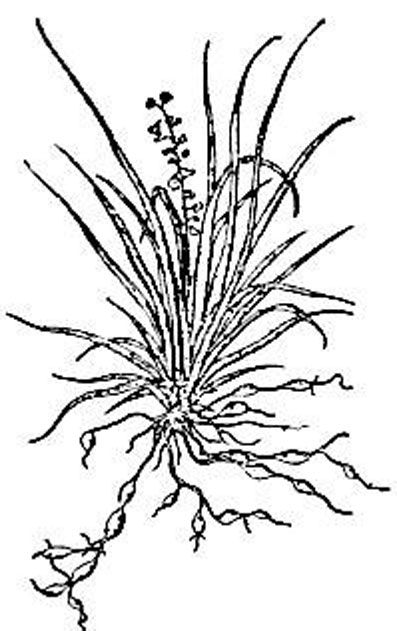 Sketch-of-Ophiopogon