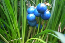 Fruits-of-Ophiopogon