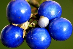 Closer-view-of-fruits-of-Ophiopogon