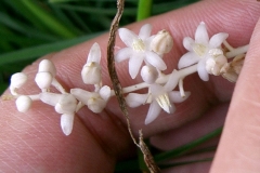 Flowers-of-Ophiopogon