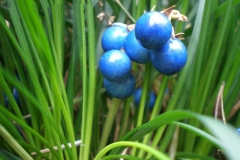 Fruits-of-Ophiopogon