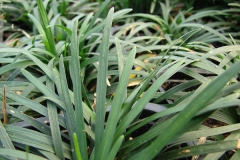 Leaves-of-Ophiopogon